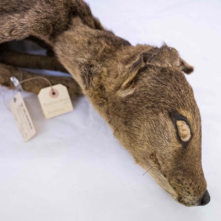 A dry specimen of a Tasmanian tiger is pictured Tuesday at the Museum of Natural History in Stockholm. Scientists have for the first time recovered RNA from an extinct species, the Tasmanian tiger, raising hope for the resurrection of animals once thought lost forever.