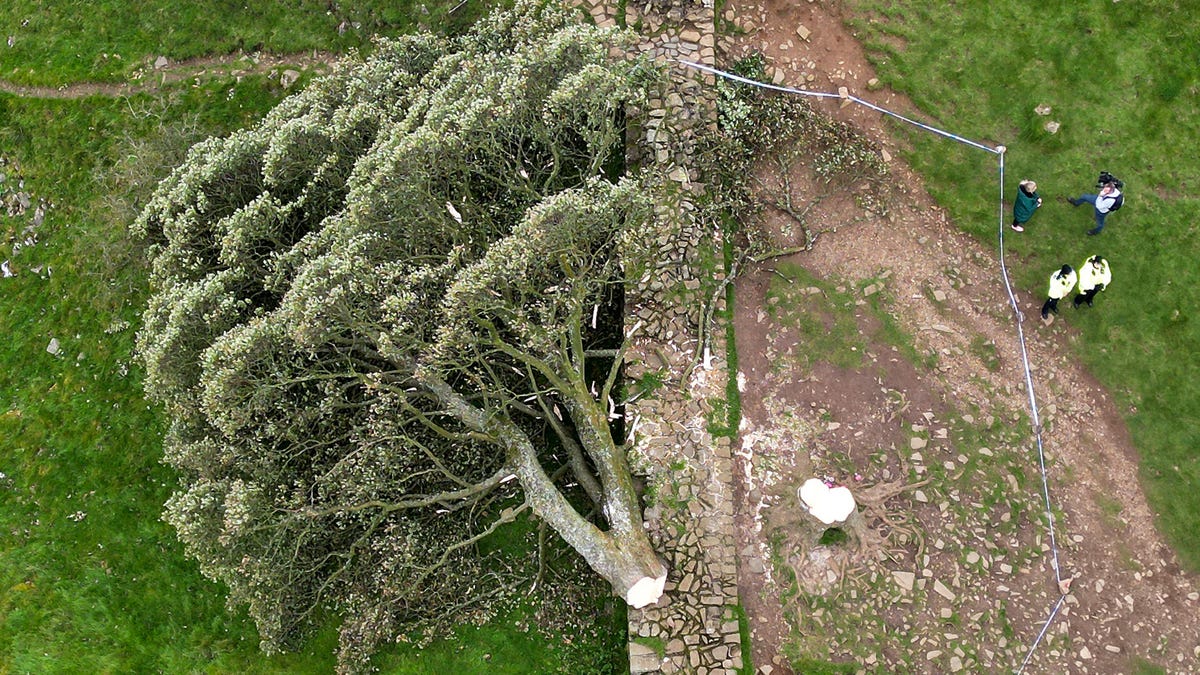 تم قطع شجرة الجميز البريطانية الشهيرة واعتقال مراهق