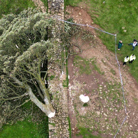 NORTHUMBERLAND, ENGLAND - SEPTEMBER 28: In this aerial view the 'Sycamore Gap' tree on Hadrian's Wall lies on the ground leaving behind only a stump in the spot it once proudly stood, on September 28, 2023 northeast of Haltwhistle, England. The tree, which was apparently felled overnight, was one of the UK's most photographed and appeared in the 1991 Kevin Costner film "Robin Hood: Prince Of Thieves." (Photo by Jeff J Mitchell/Getty Images)