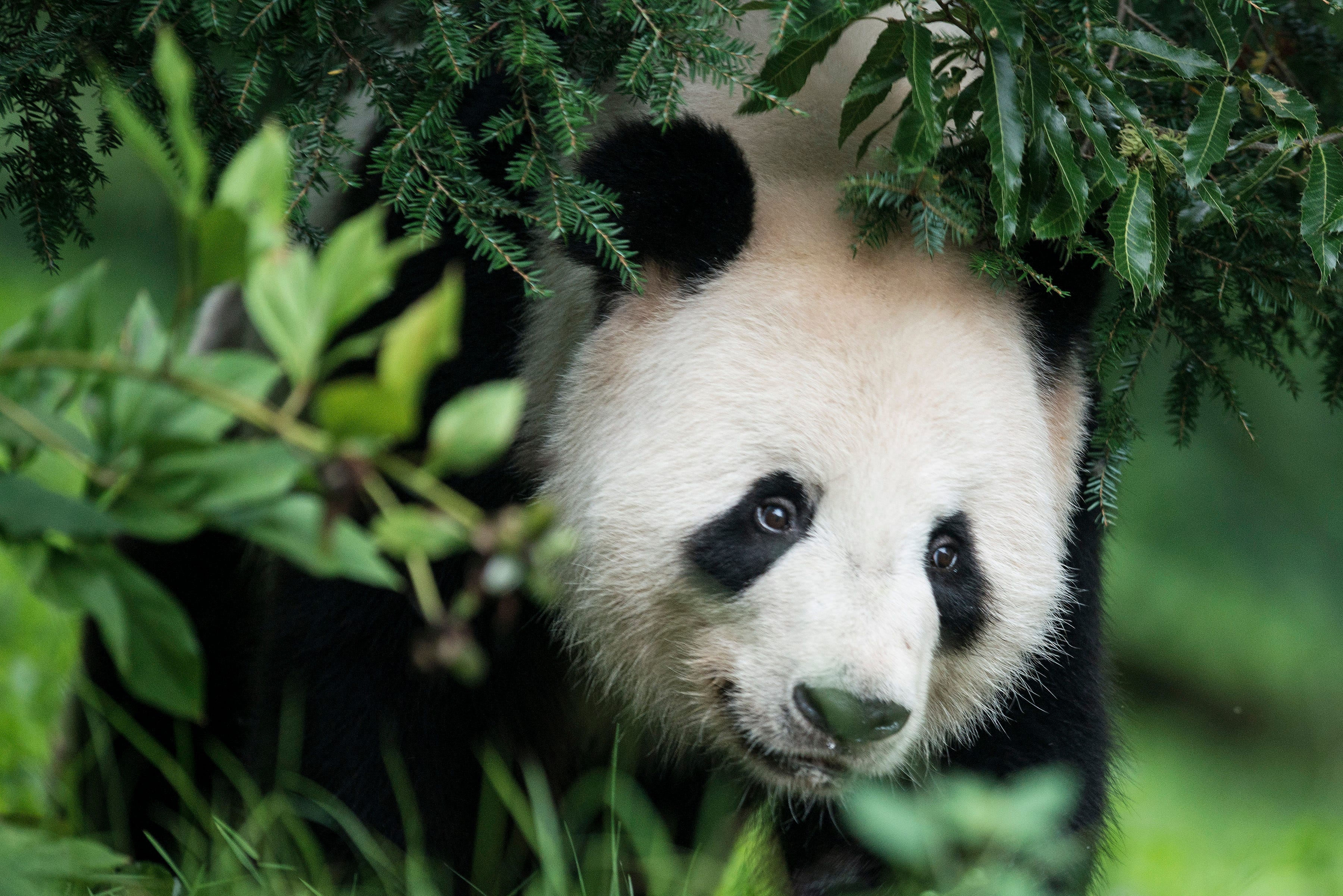 Giant Panda Tian Tian is seen at the Giant Panda exhibit at the Smithsonian's National Zoo his mate Mei Xiang rests indoors August 7, 2013 in Washington, DC. Scientists at the National Zoo say Mei Xiang is experiencing hormone changes and showing increasingly obvious behavioral shifts indications that she could be pregnant. Mei Xiang has had only one successful pregnancy since 2005 when she gave birth to Tai Shan. AFP PHOTO/Brendan SMIALOWSKI  (Photo credit should read   BRENDAN SMIALOWSKI/AFP via Getty Images)