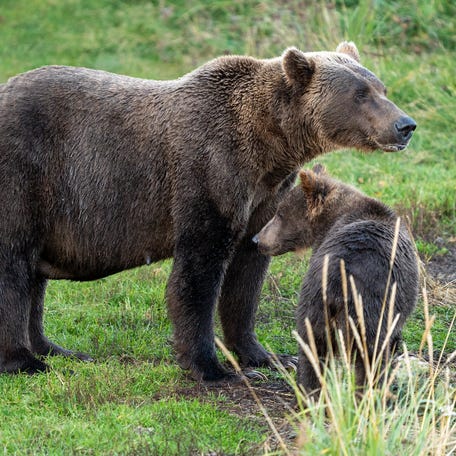 "Few bears can rival 402's maternal experience," Katmai National Park and Preserve says of Bear 402, who has both "weaned many cubs" and lost "entire litters."