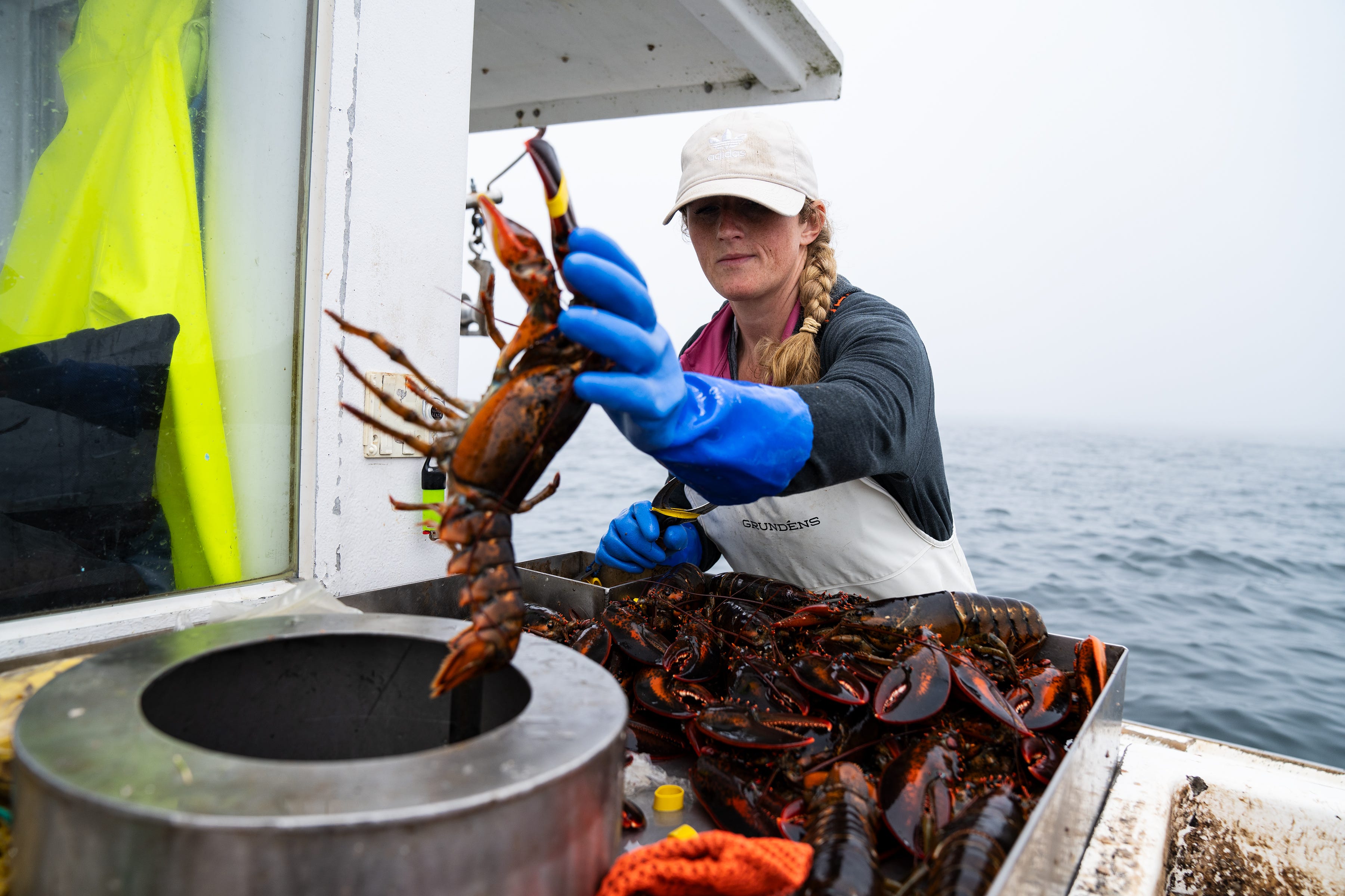 Krista Tripp places lobsters she caught into a bin off the coast of Maine before she returns to the harbor to sell her haul on Friday, June 30, 2023.