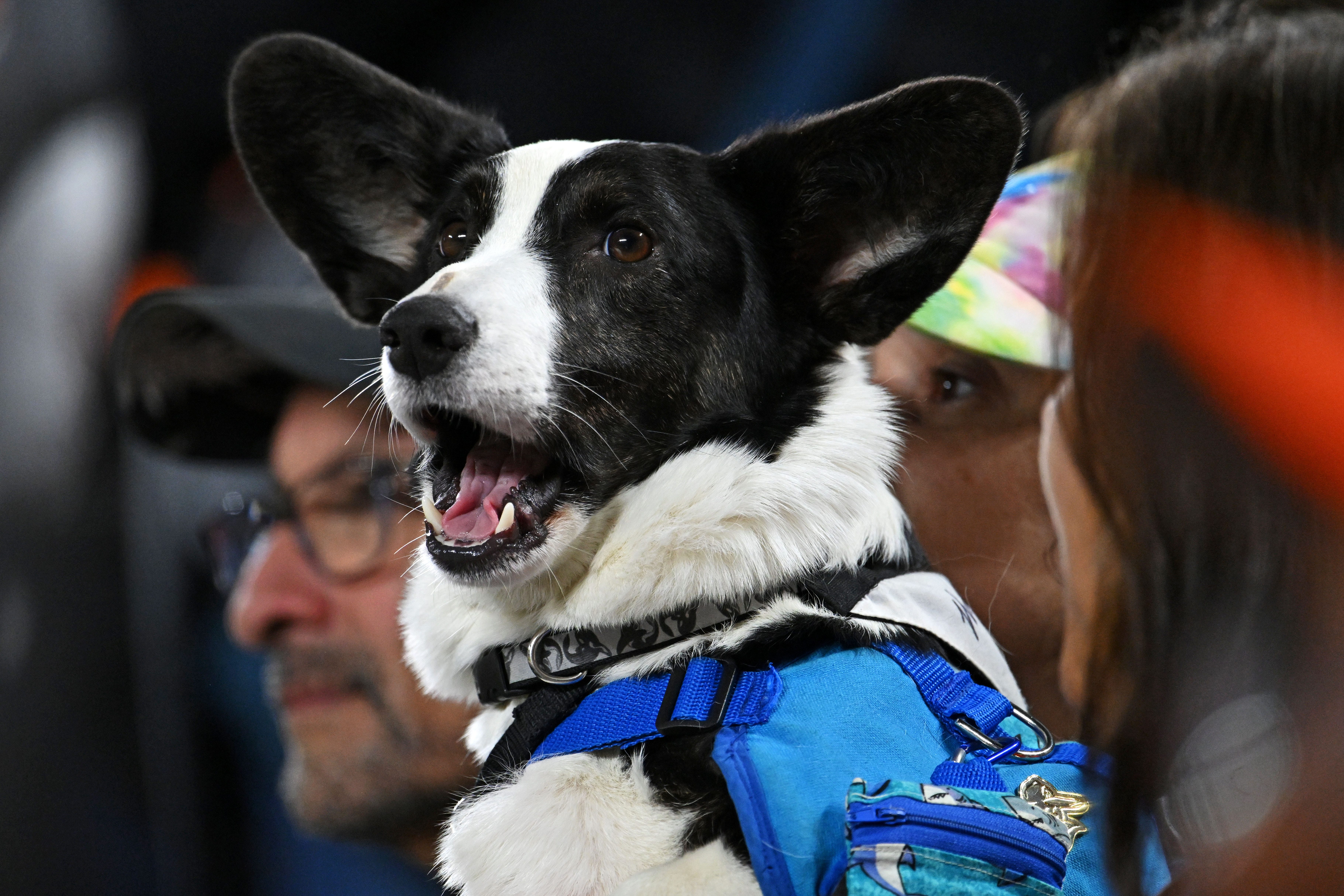 Celtic release set of dog-friendly football shirts