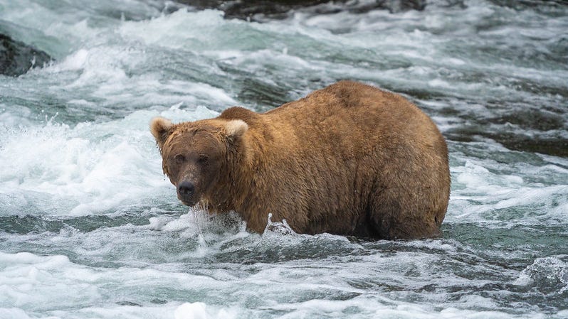 Bear 128 Grazer is considered one of the best anglers on the Brooks River at Katmai National Park and Preserve.