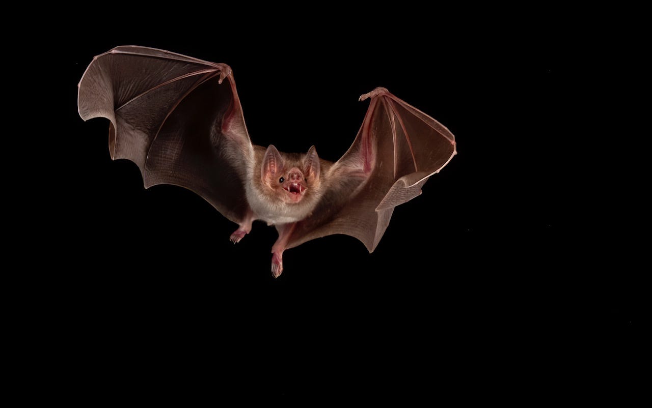 Vampire bat habitat expansion increases risk of rabies, study says
