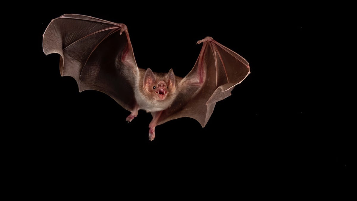 Expandir o habitat dos morcegos vampiros aumenta o risco de raiva, diz estudo