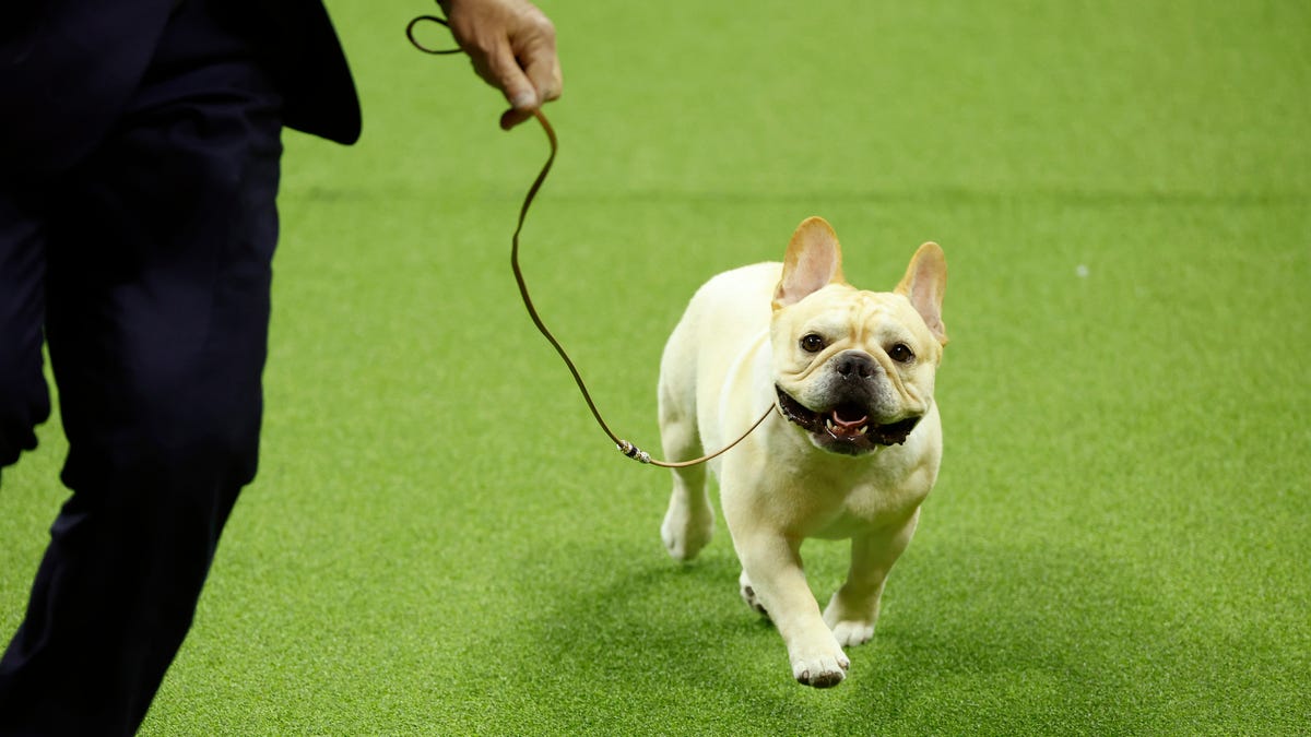 #Where to watch the National Dog Show, now a Thanksgiving tradition