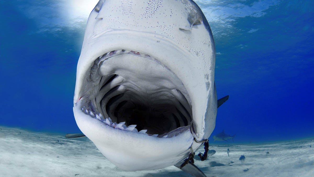 Estudos revelaram que os efeitos das alterações climáticas ameaçam os tubarões.