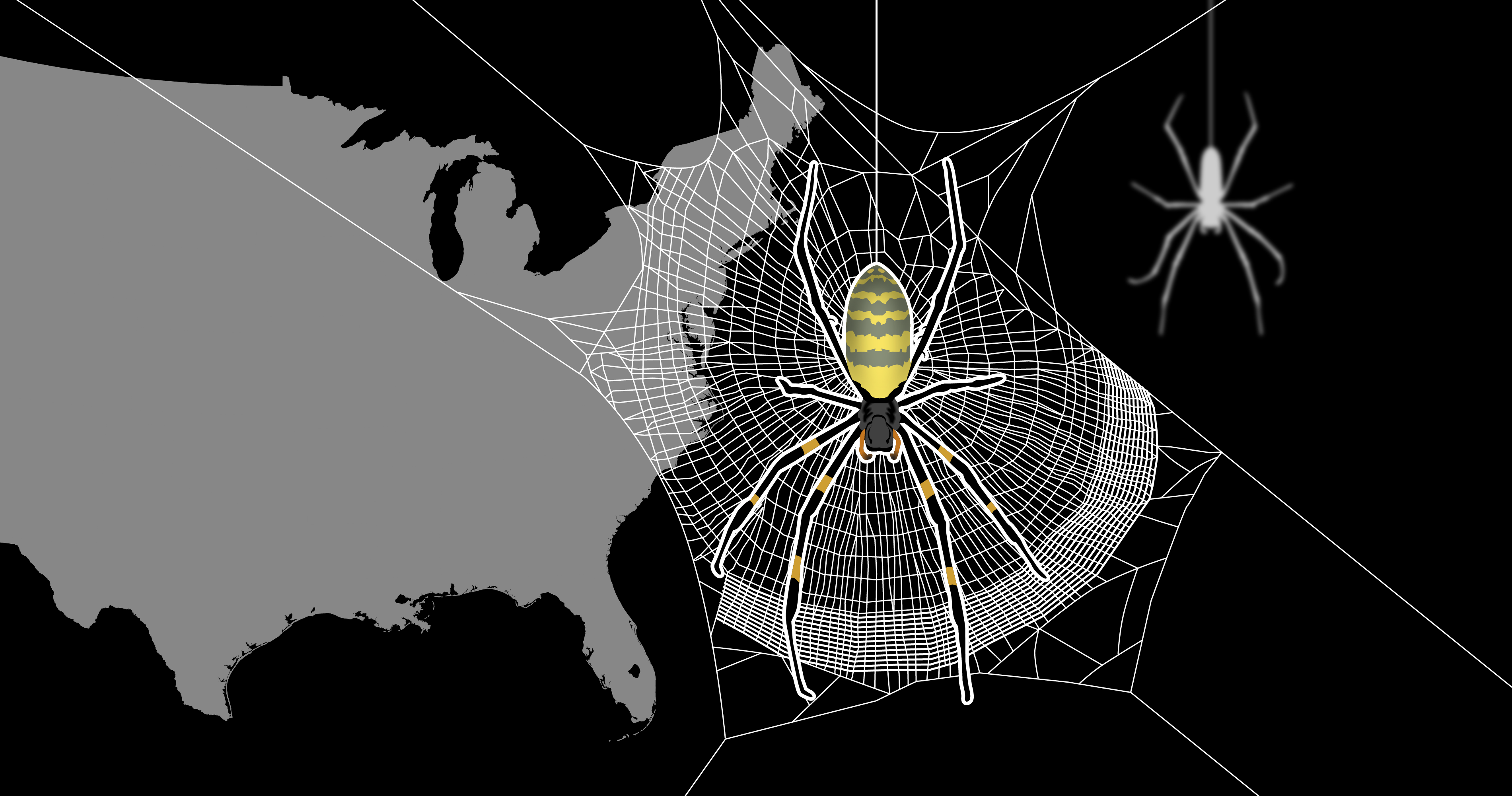 Parachuting Joro spiders are spreading like wildfire in the U.S.