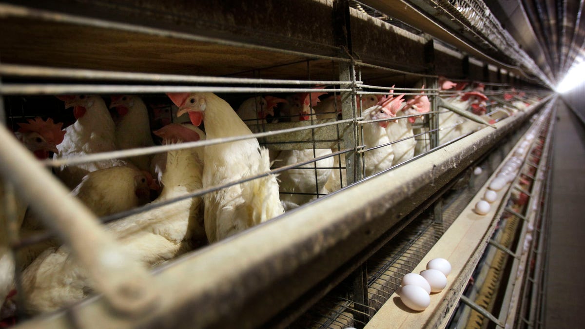 Tin cúm gia cầm: 1,3 triệu con gà sẽ bị tiêu hủy tại trang trại trứng ở Ohio