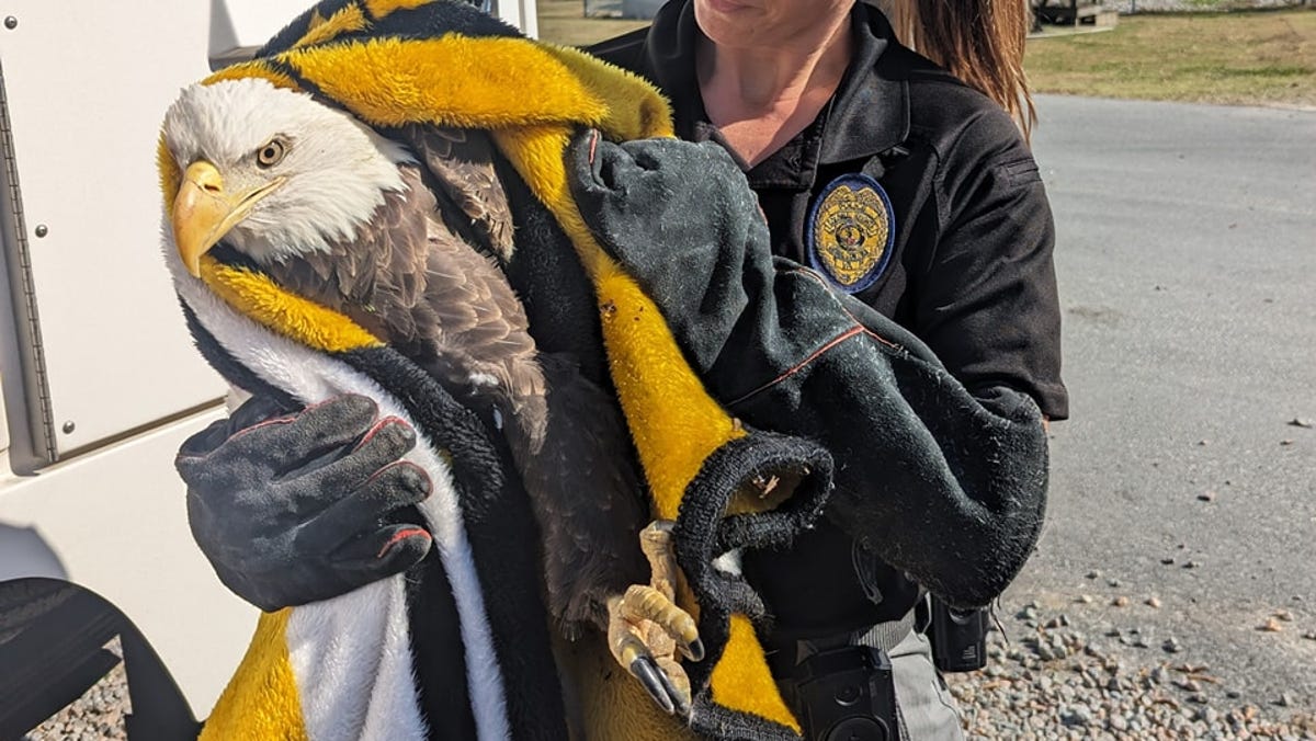 A bald eagle was shot and euthanized in Virginia. Now wildlife officials want answers. A bald eagle was shot and euthanized in Virginia. Now wildlife officials want answers.