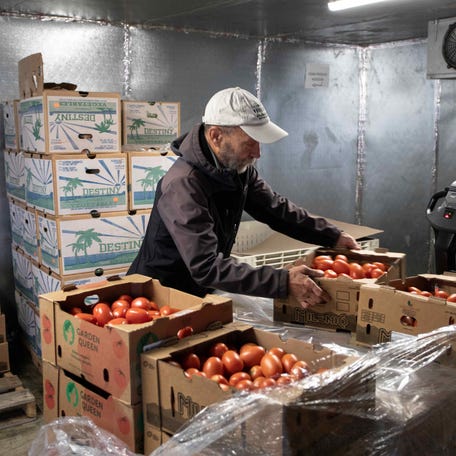 Tomatoes are sorted at Oregon Food Bank.