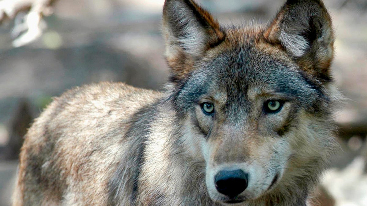 Wildlife officials investigating after gray wolves found dead in Oregon