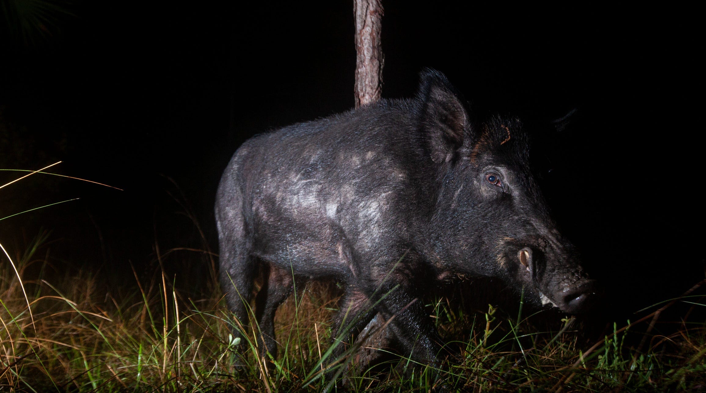 A wild hog uses a tree as a scratching post as it trips a motion sensor camera set up in the Corkscrew Regional Ecosystem Watershed in January of 2022.    INSIDE Tropicalia big