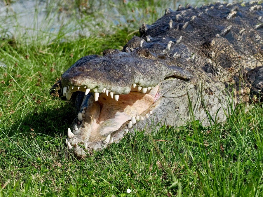 A 14' long crocodile nicknamed 'Croczilla' was spotted basking in the Everglades IN November, 2023.
