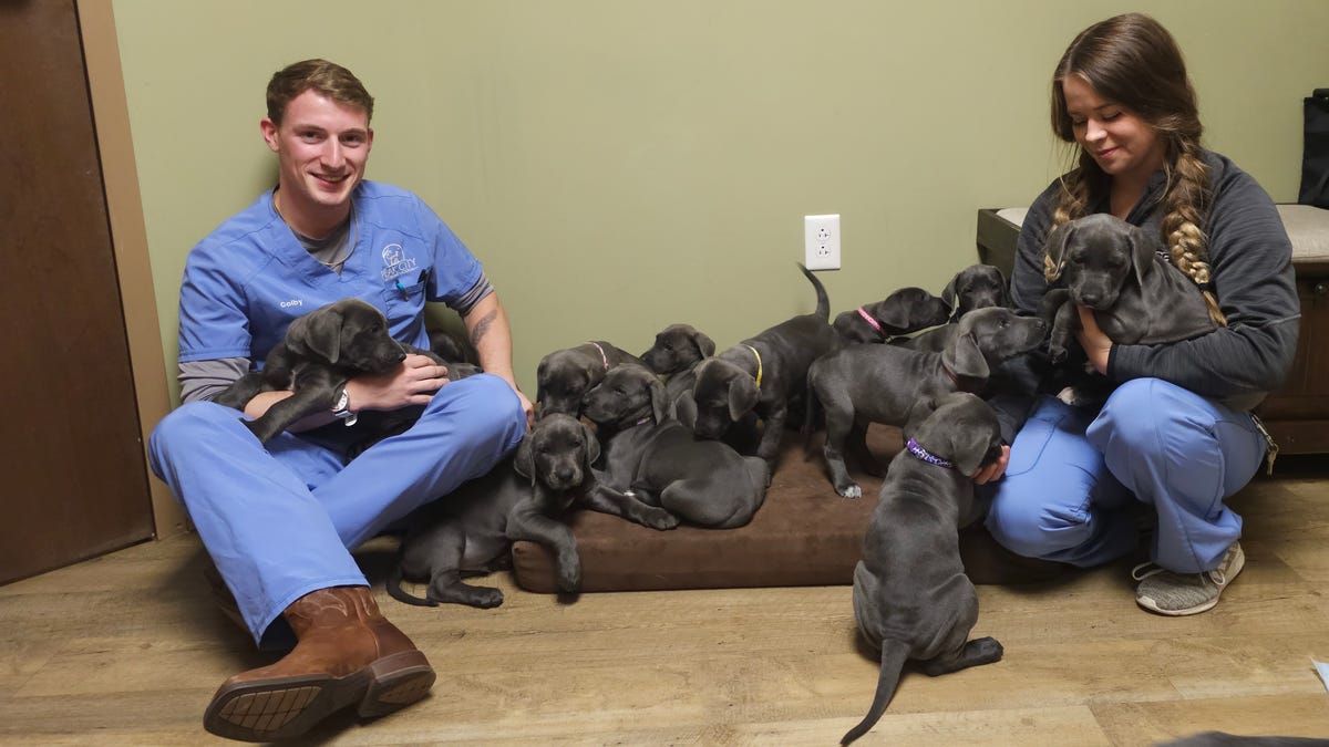 The update we all need: Meadow, the Great Dane with 15 puppies, adopted by ‘amazing family’
