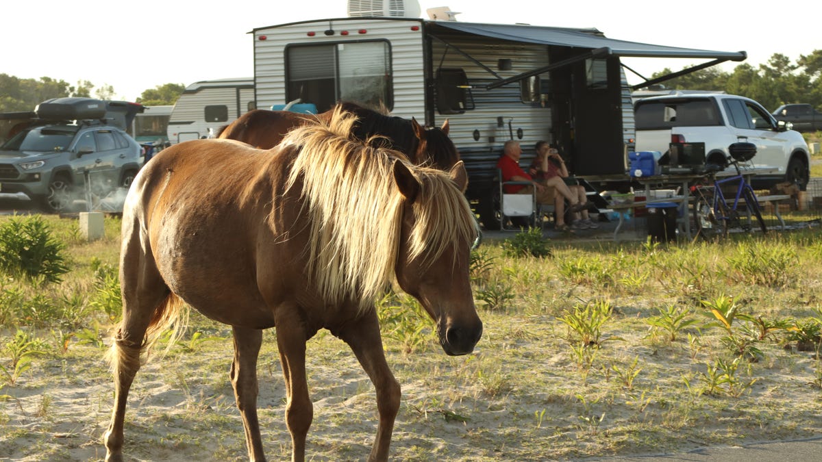 Assateague Island to star in special episode of Outdoors Maryland on Maryland Public TV