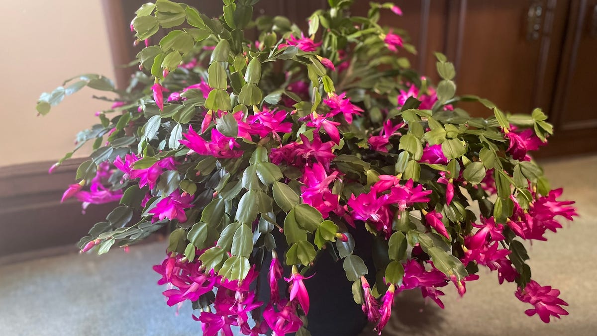 Campbell Vaughn: Tips to take care of a holiday cactus
