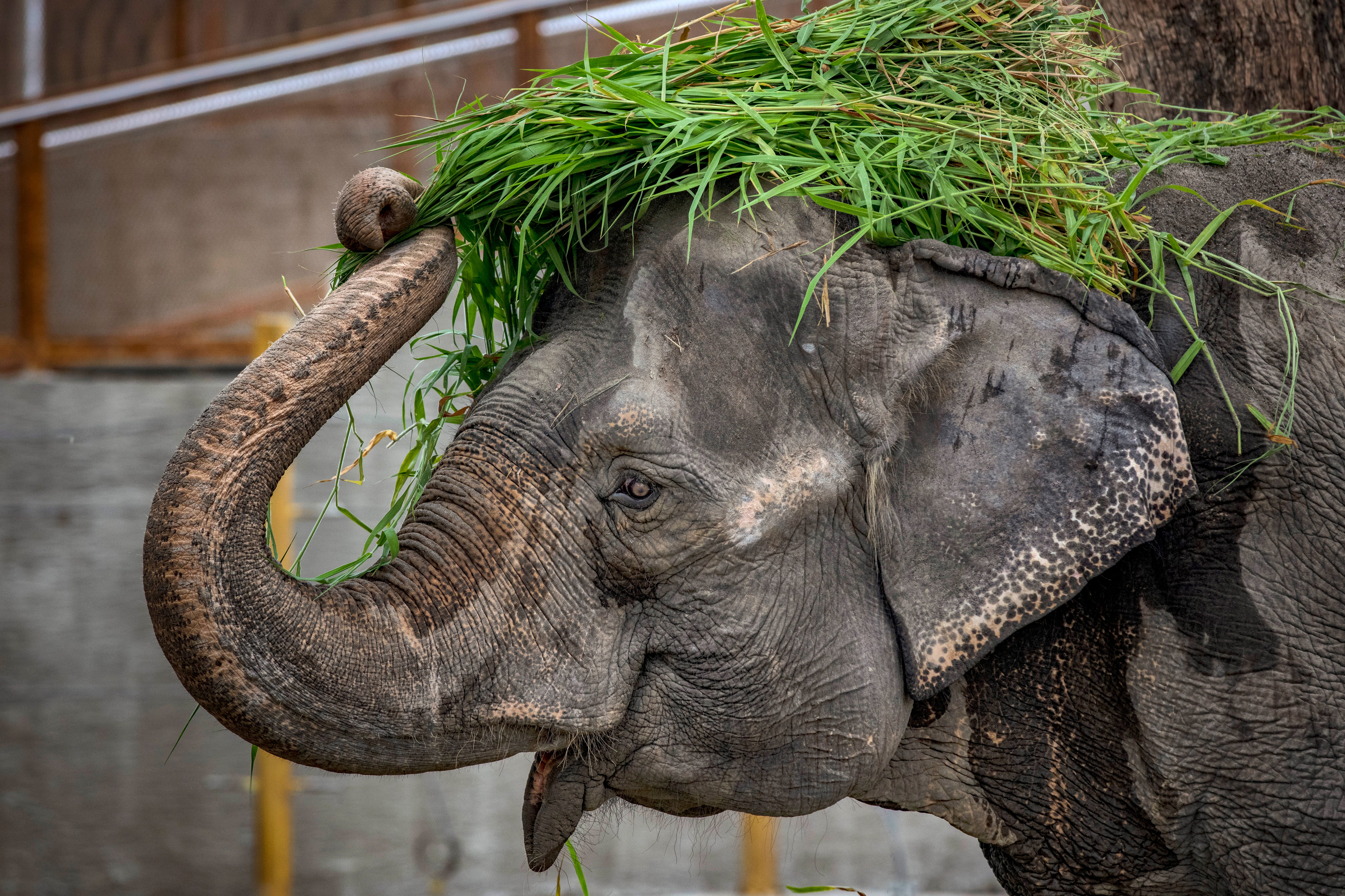 Mali, an elephant that has been in captivity for 45 years, is seen at a zoo converted into a vaccination site on January 19, 2022 in Manila, Philippines.