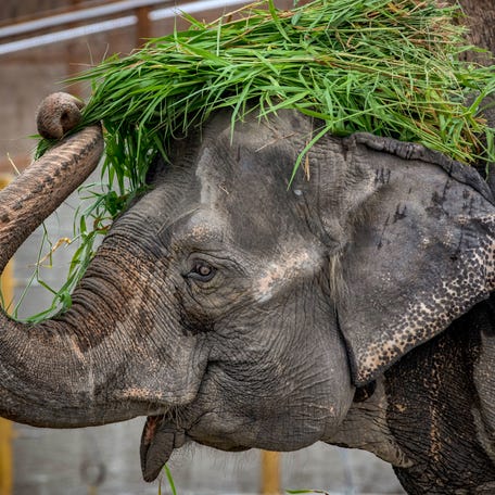 Mali, an elephant that has been in captivity for 45 years, is seen at a zoo converted into a vaccination site on January 19, 2022 in Manila, Philippines.