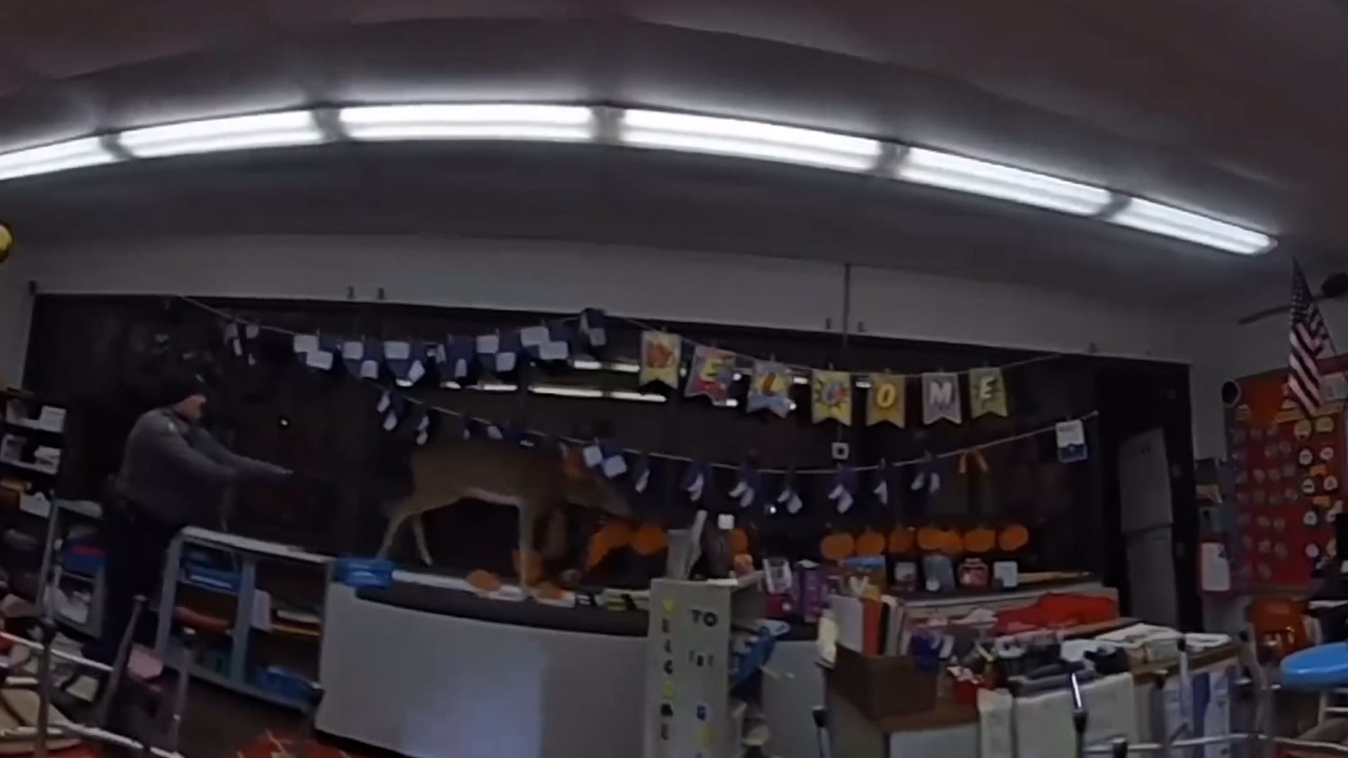 Police chase deer through an elementary school after it breaks in, makes mess in classroom