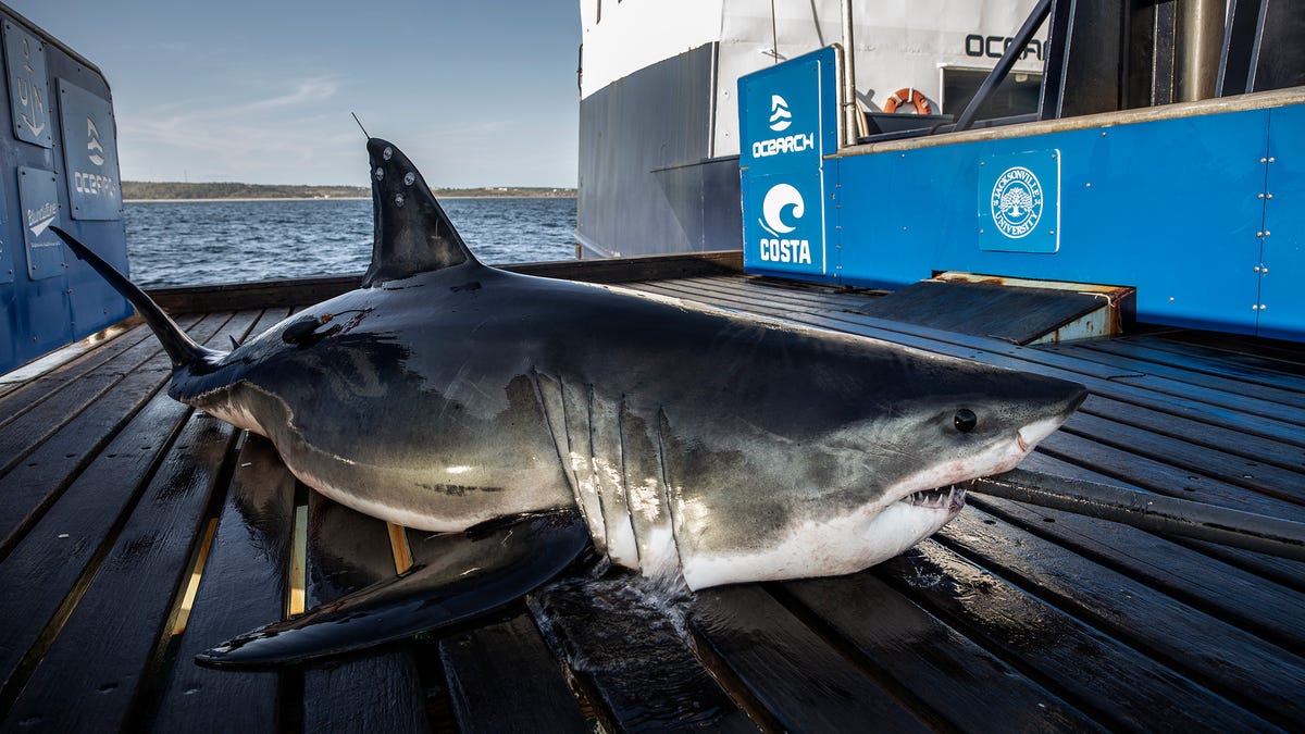 2 great white sharks tagged by OCEARCH tracked off Florida, near Marco Island