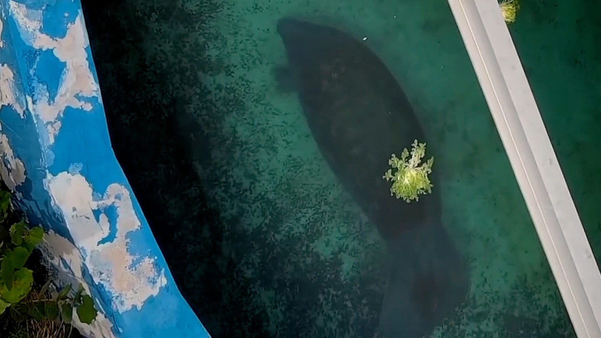 Viral video of lonely manatee in concrete pool sparks rescue efforts from activists