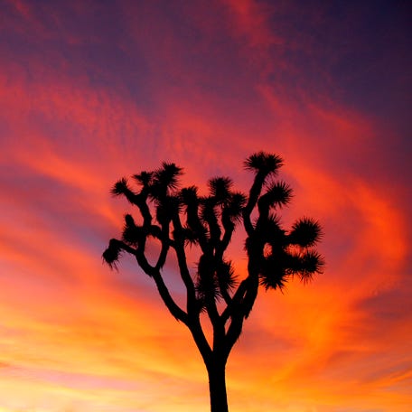 A brilliant sunset almost make the look like it's on fire at Joshua Tree National Park.