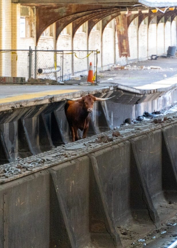 A bull, was spotted running loose on the New Jersey Transit train tracks in Newark, causing delays of up to 45 minutes between Newark Penn Station and Penn Station New York on December 14, 2023.