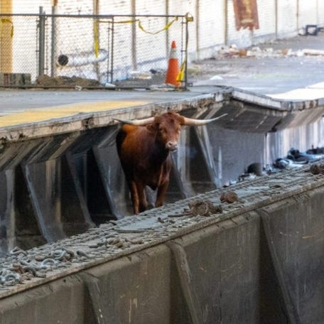 A bull, was spotted running loose on the New Jersey Transit train tracks in Newark, causing delays of up to 45 minutes between Newark Penn Station and Penn Station New York on December 14, 2023.