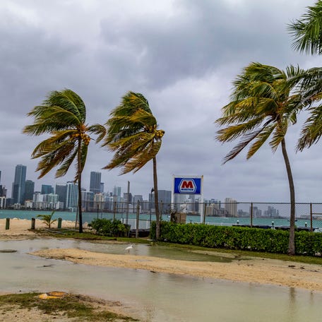 Coconut trees are battered by heavy winds along the Rickenbacker Causeway in Miami as heavy winds, heavy rainfall, flooded streets and other hazards were headed toward Florida on Friday Dec. 15, 2023.