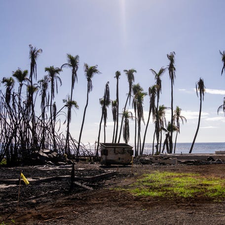 Wilted palm trees line a destroyed property, Friday, Dec. 8, 2023, in Lahaina, Hawaii. Recovery efforts continue after the August wildfire that swept through the Lahaina community on Hawaiian island of Maui, the deadliest U.S. wildfire in more than a century. (AP Photo/Lindsey Wasson)