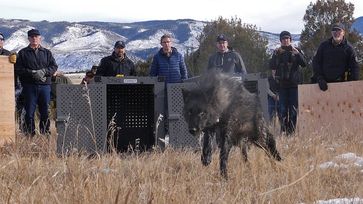 Some of Colorado’s released wolves wandered into Moffat County, per GPS collar data