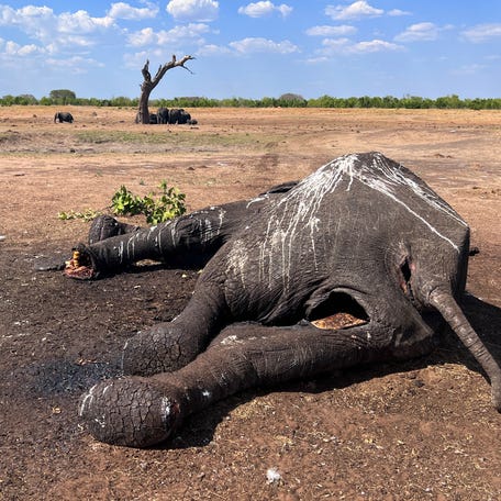 In this photo supplied by IFAW, an elephant lies dead metres from a watering hole in Hwange National Park, Tuesday Dec. 5, 2023. At least 100 elephants have died in Zimbabwe's largest national park in recent weeks because of drought, their decaying carcases a grisly sign of what wildlife authorities and conservation groups say is the impact of climate change and the El Niño weather phenomenon. (Privilege Musvanhiri/IFAW via AP)