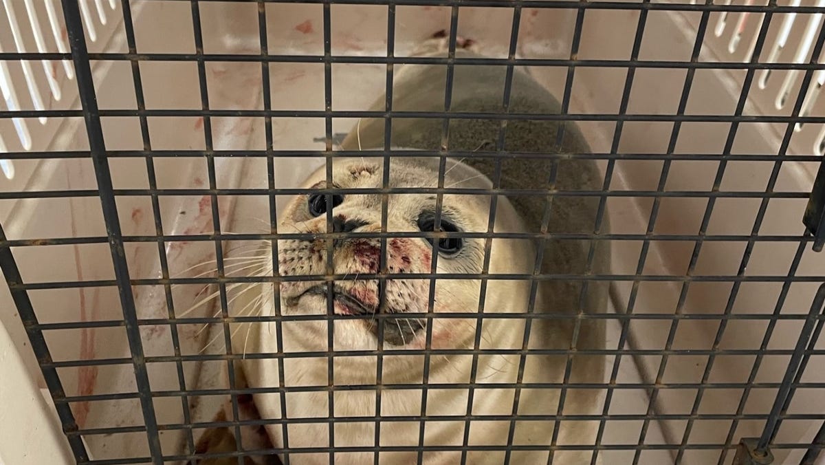 Meet the stranded seals nursing back to health in NJ
