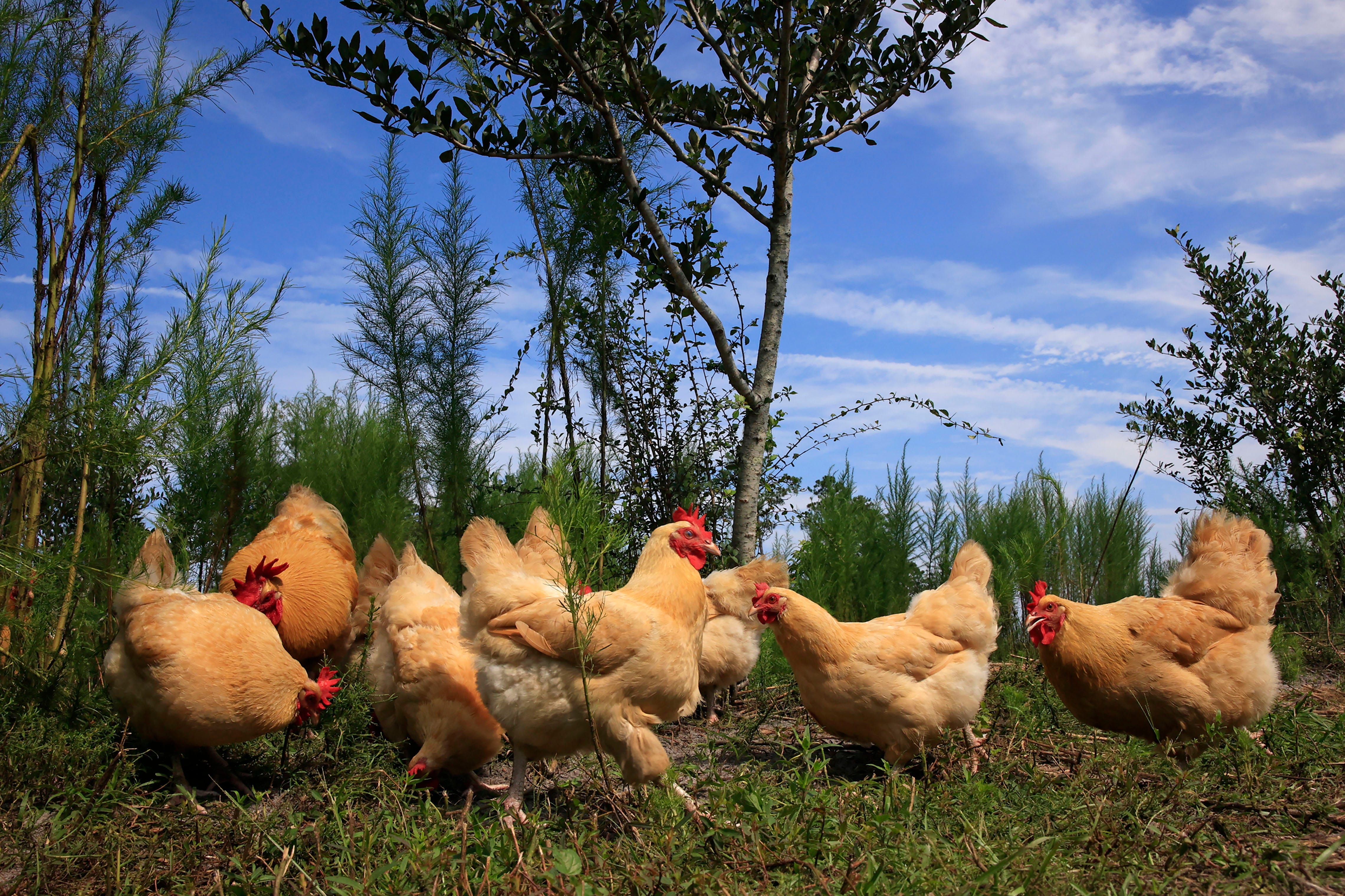 Orpington hens graze for feed that was tossed to them during a media tour on July 25, 2023 at The Farm at Okefenokee in Folkston, Ga. The 705-acre land is being developed adjacent to the Okefenokee National Wildlife Refuge. When finished, residents will be part of 250 sustainably-built log cabins and have access to heirloom non-GMO crops and heritage animals, among other amenities.