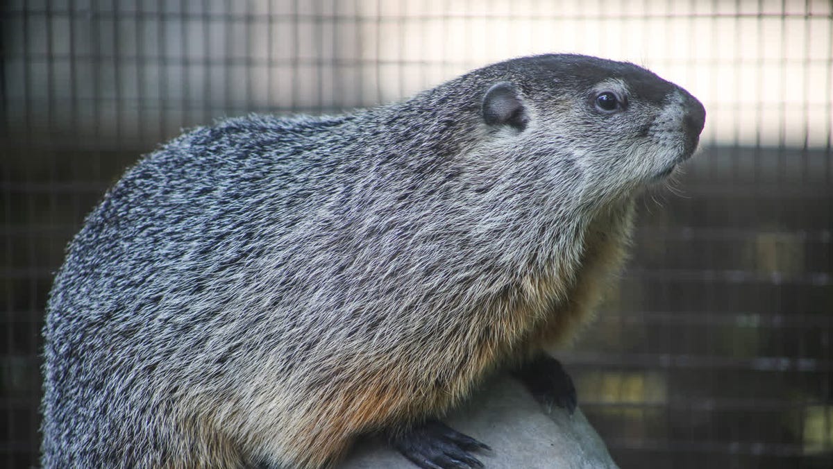 Will the groundhog see his shadow this year? What to know about Groundhog Day 2024