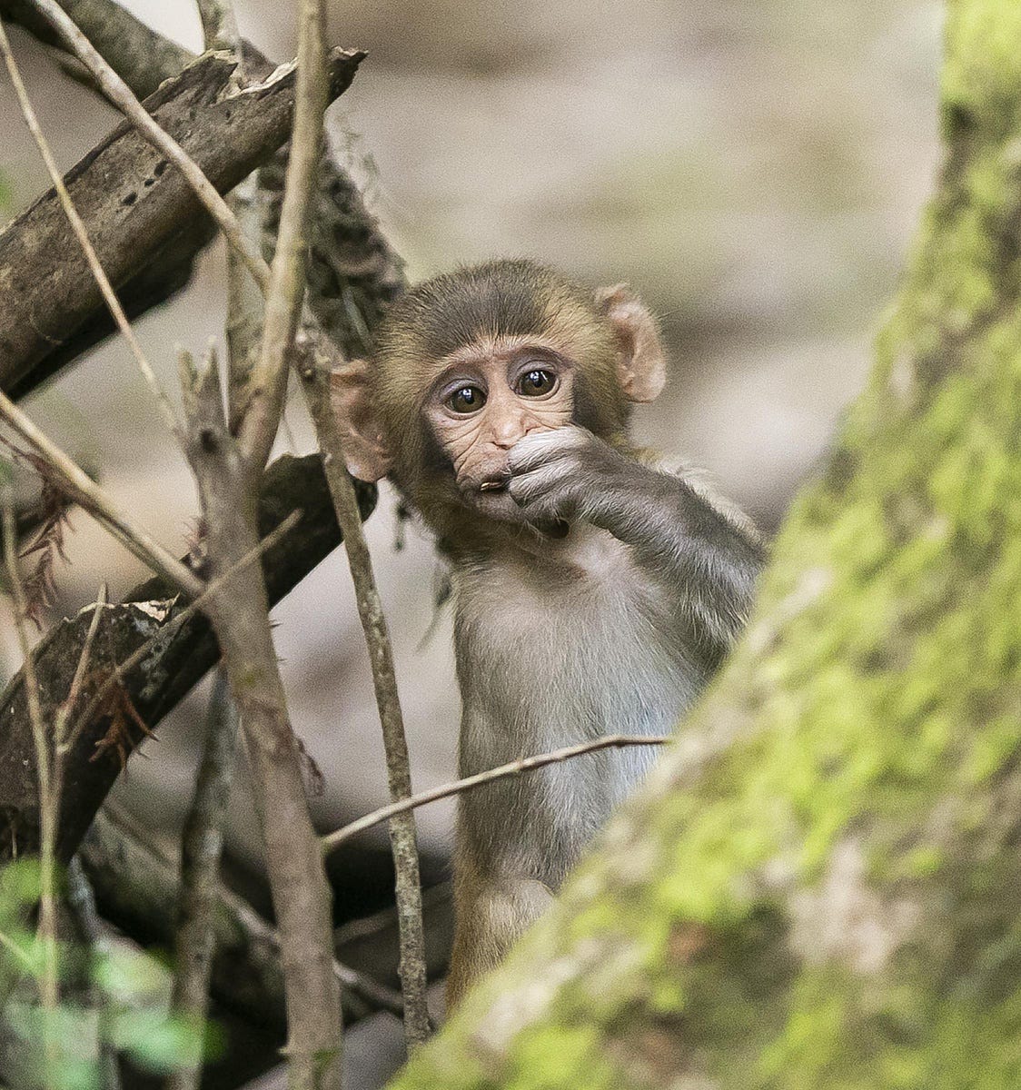 A baby rhesus macaque peeks from behind a tree trunk while feeding on some bark along the Silver River.    Monkey 002