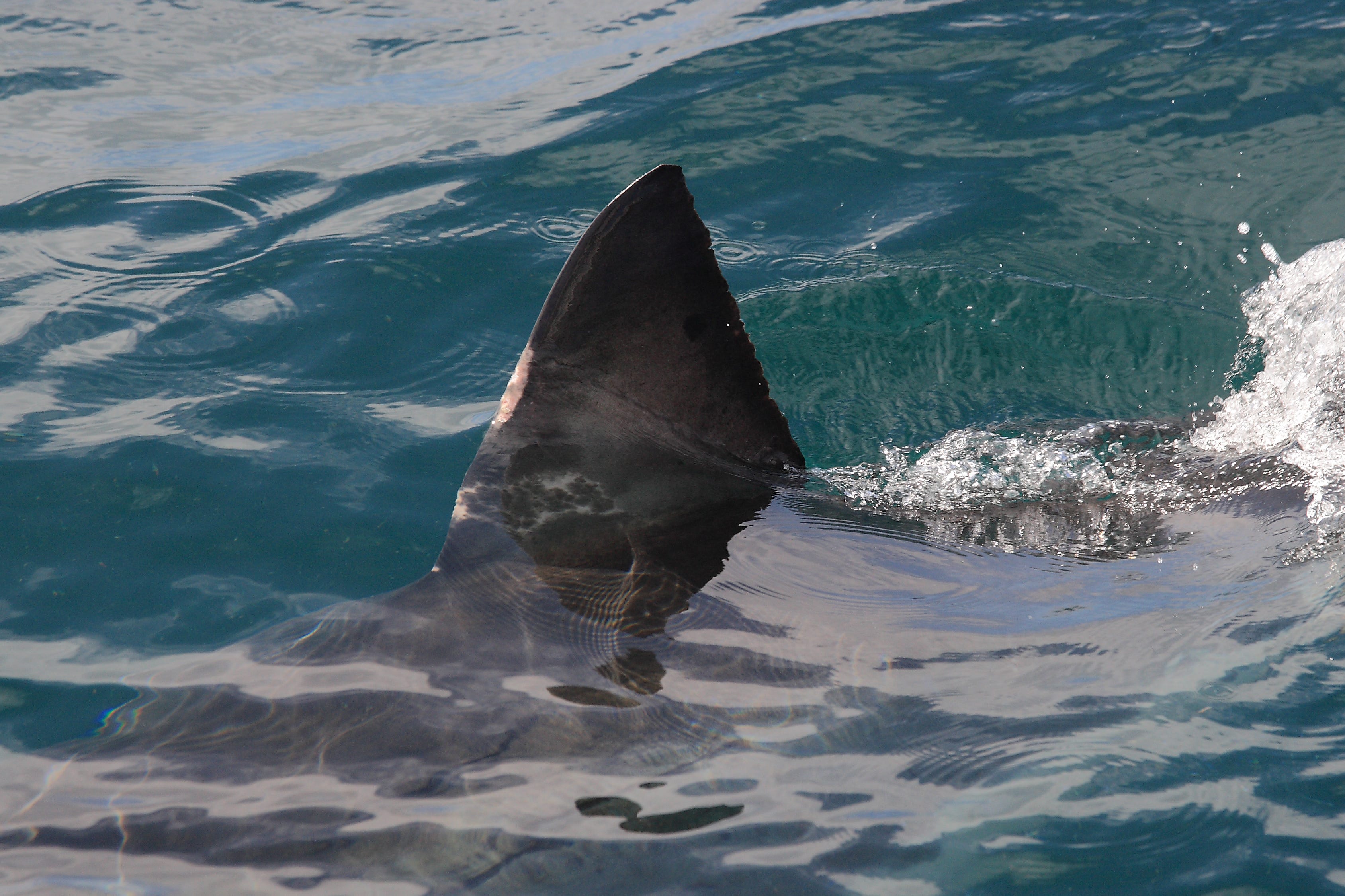 dorsal fin of great white shark, Carcharodon carcharias, observed near Seal Island in False Bay, South Africa