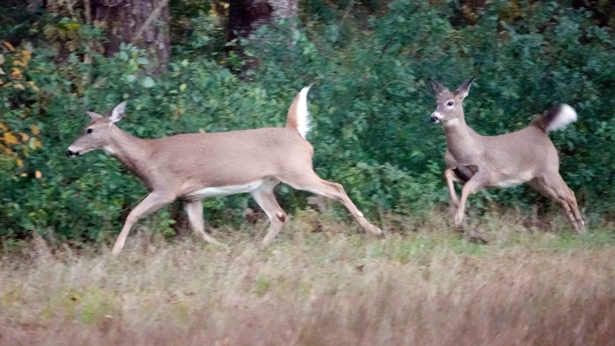 Oblast smrtelného rušení jelenů v Ohiu se rozšiřuje