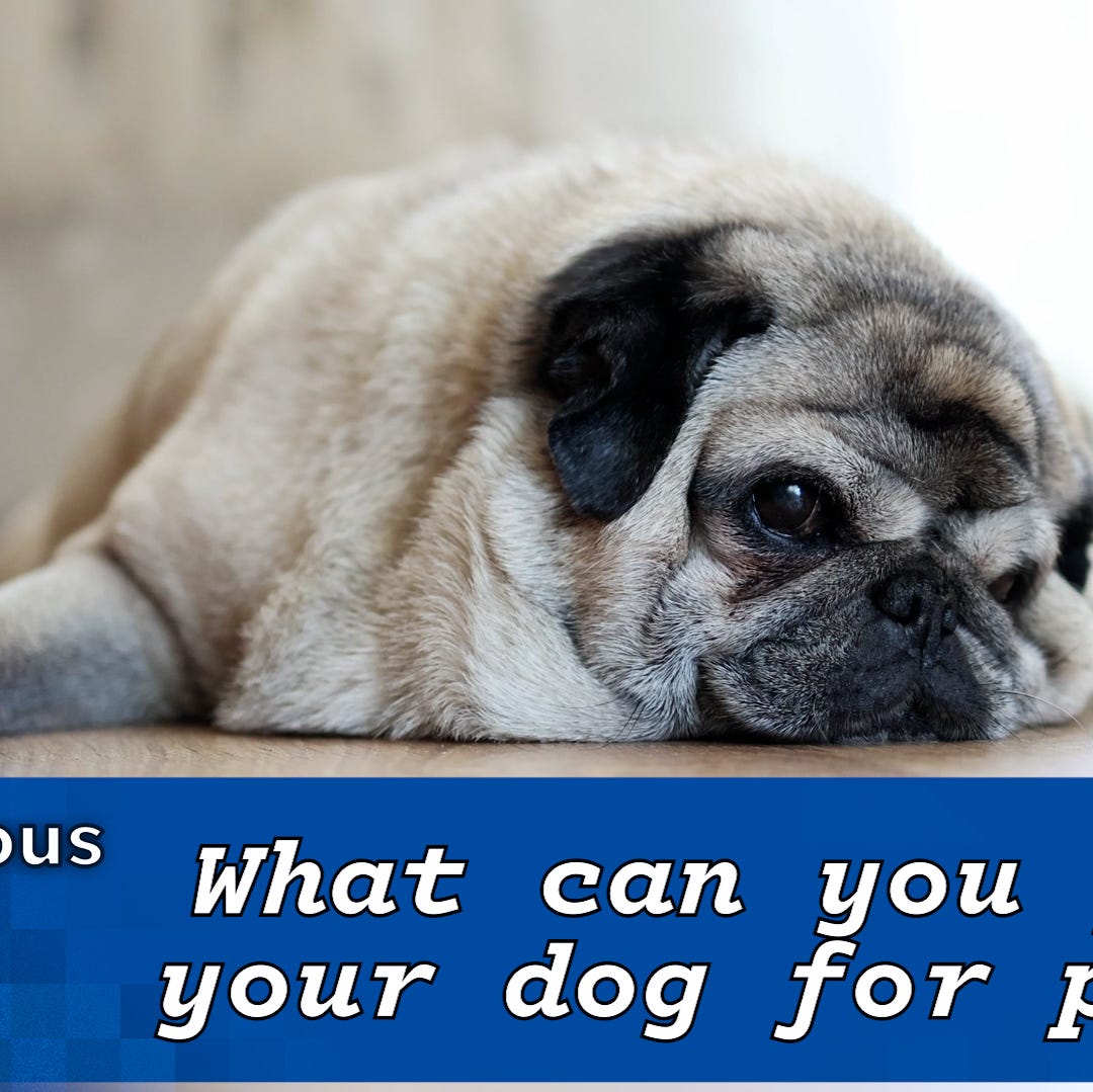 Human Medications Ibuprofen Or Tylenol For Dogs What Can I Give My