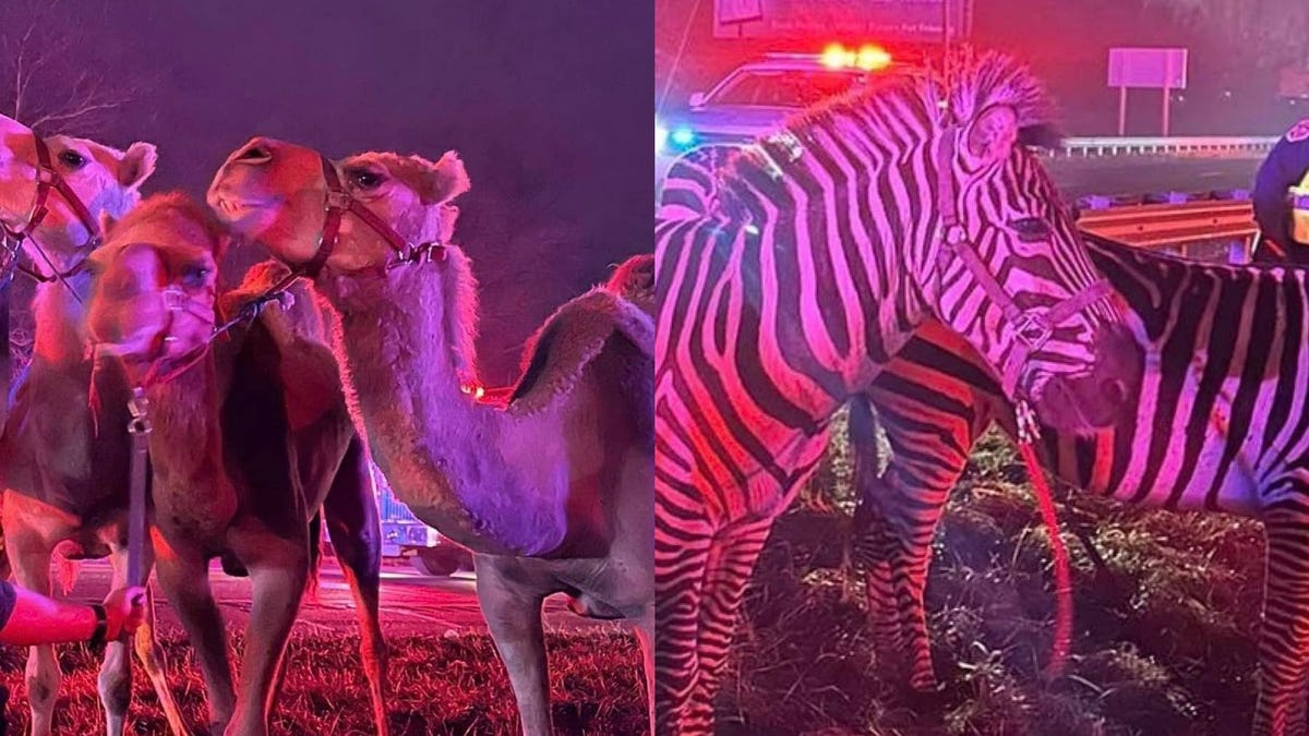 Zebras, camels, horse hit Indiana highway after being rescued from semi-truck fire: Watch