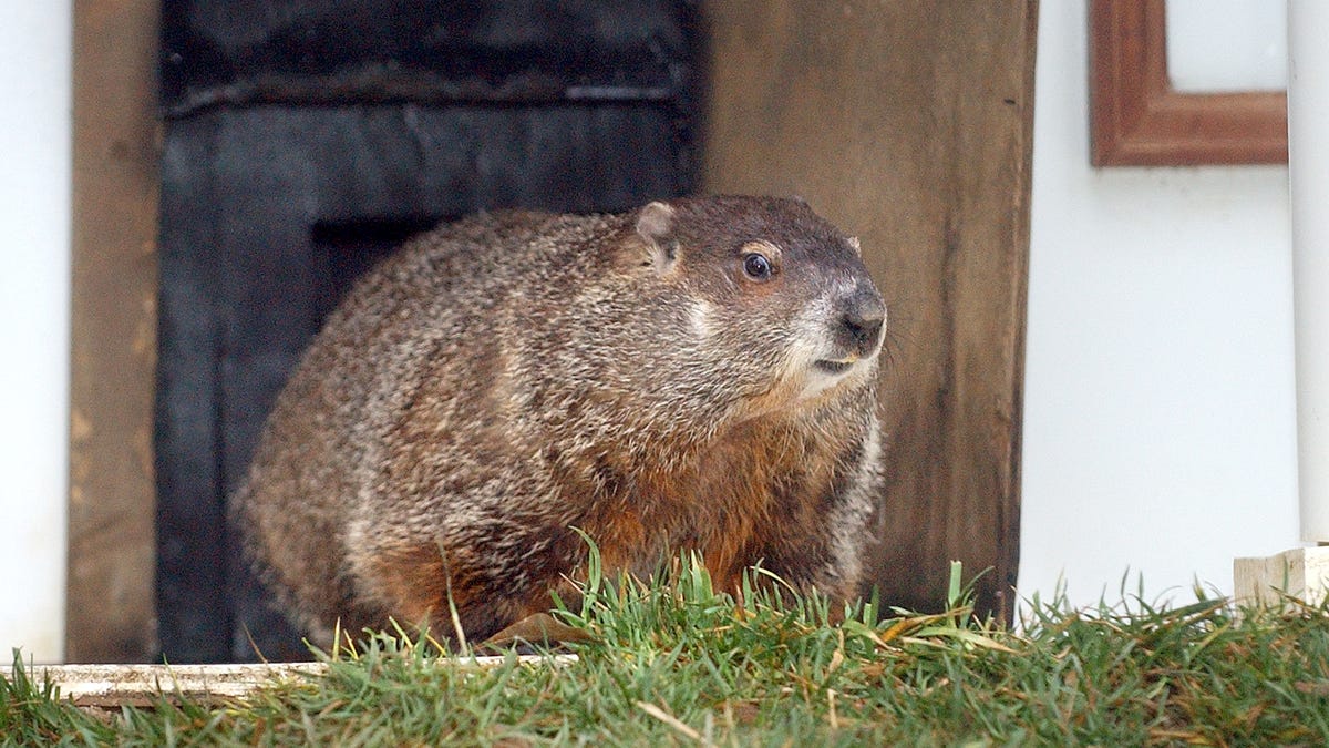 Will the Georgia groundhog see his shadow? General Beauregard Lee set for 2024 prediction