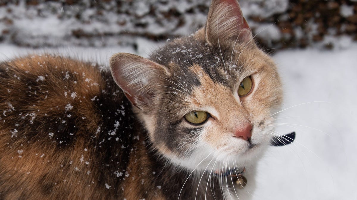 Pareigūnai teigia, kad buboninio maro atvejį Oregone greičiausiai sukėlė naminė katė