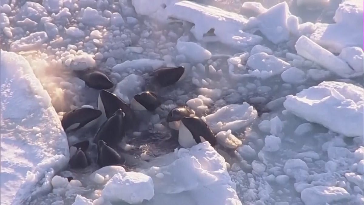 Baleias assassinas presas no gelo japonês desaparecem um dia depois de serem avistadas