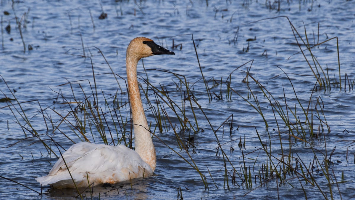 Deer hunting limits may increase; trumpeter swans may be taken off threatened species list