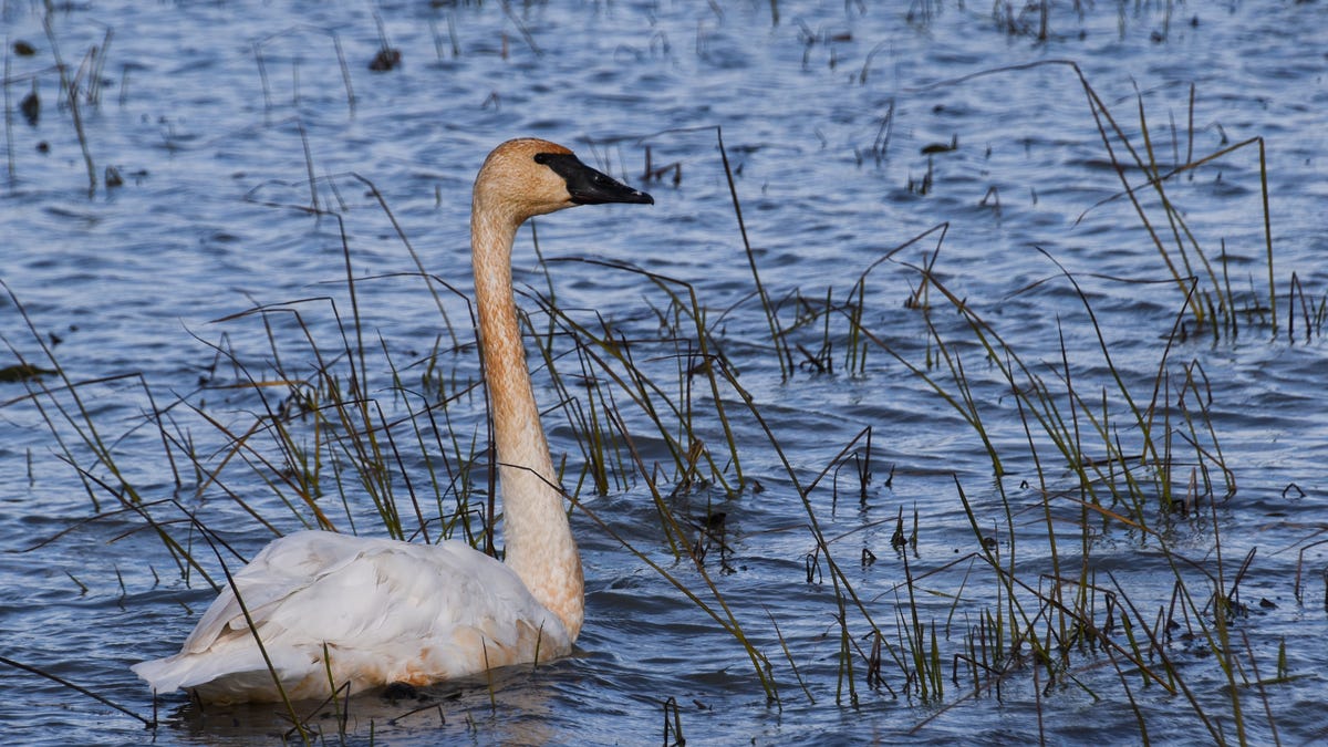 Deer hunting limits may increase; trumpeter swans may be taken off threatened species list Deer hunting limits may increase; trumpeter swans may be taken off threatened species list