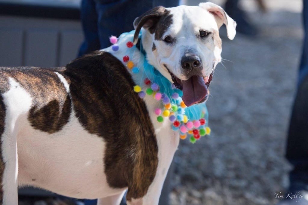 Bosley Place was named after Bosley, a pit-bull that was recued.