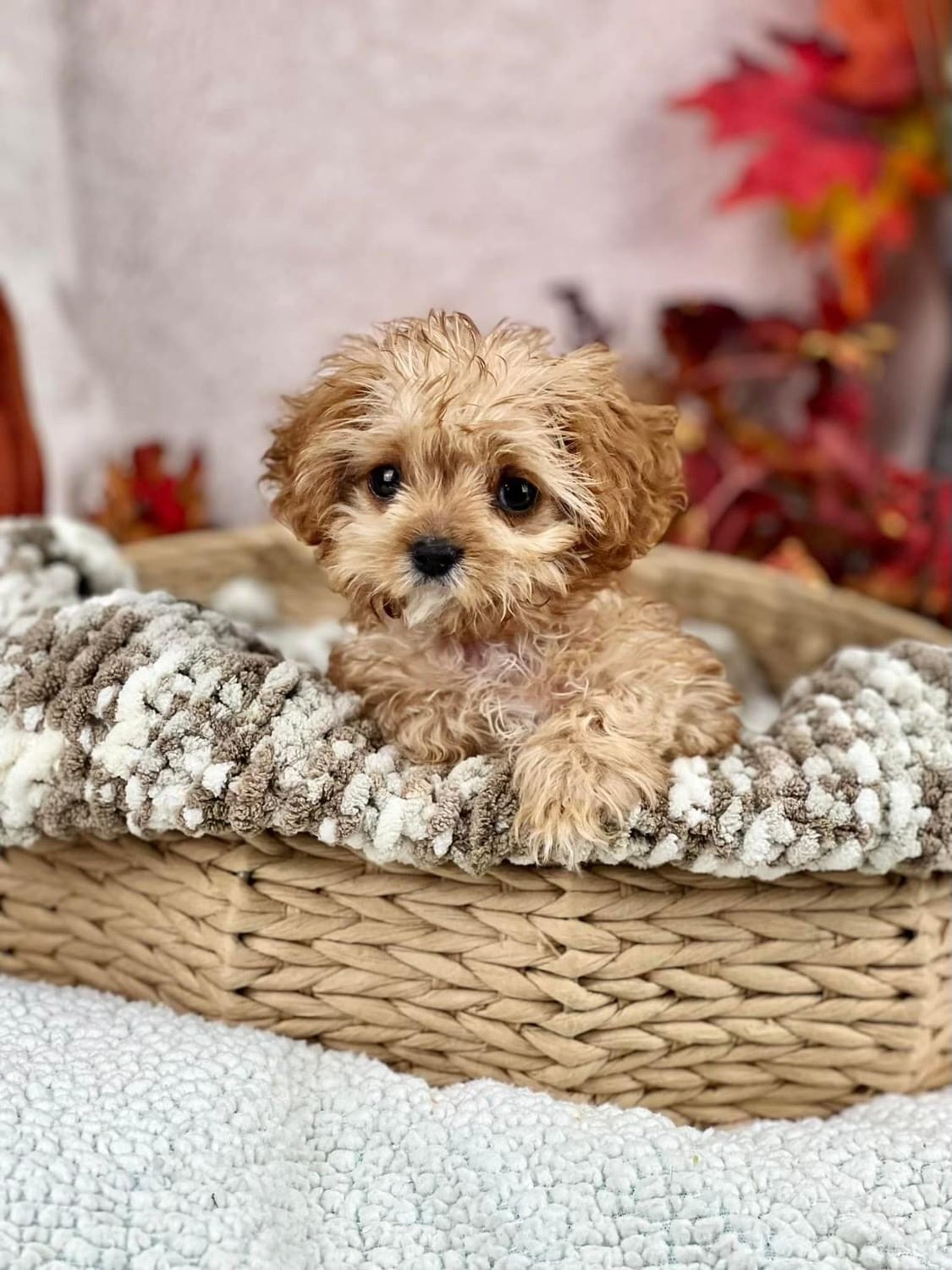 Sweetpea was rescued by Bosley Place that specializes in helping special needs puppies.