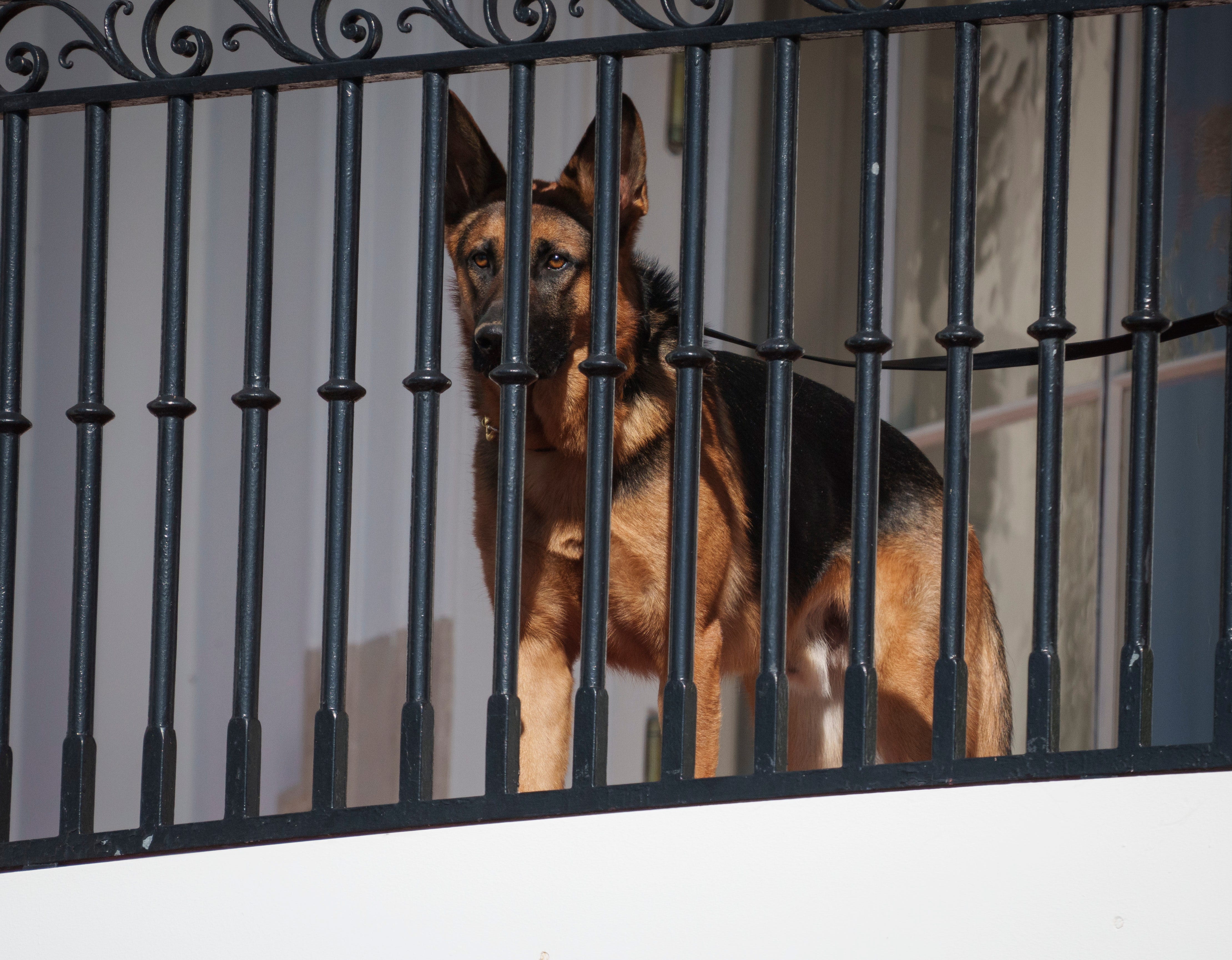 President Joe Biden's family dog named Commander watching the events on the South Lawn prior to pardoning the 2022 National Thanksgiving Turkey named "Chocolate" and its alternate "Chip" on the South Lawn of the White House on Nov 21, 2022.